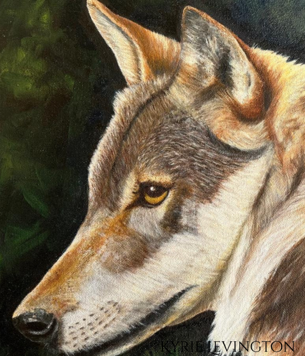 Wolf